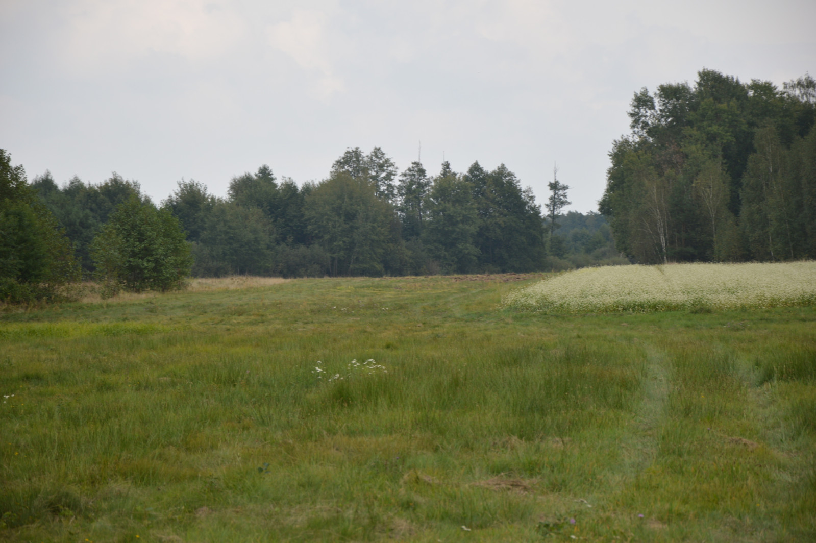 Działka Sprzedaż Brzeźnica Leśna 6