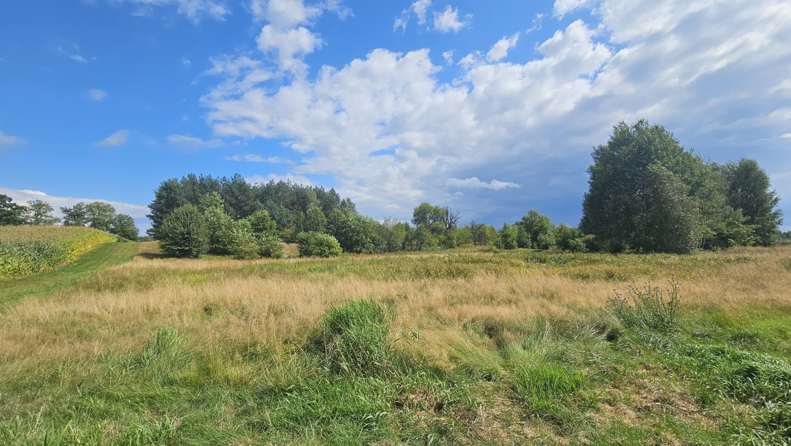 Działka Sprzedaż Luta