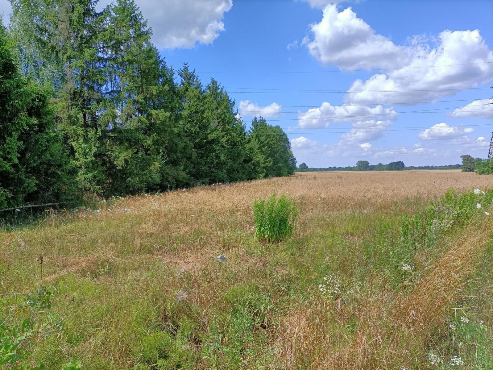 Działka Sprzedaż Zwoleń 6