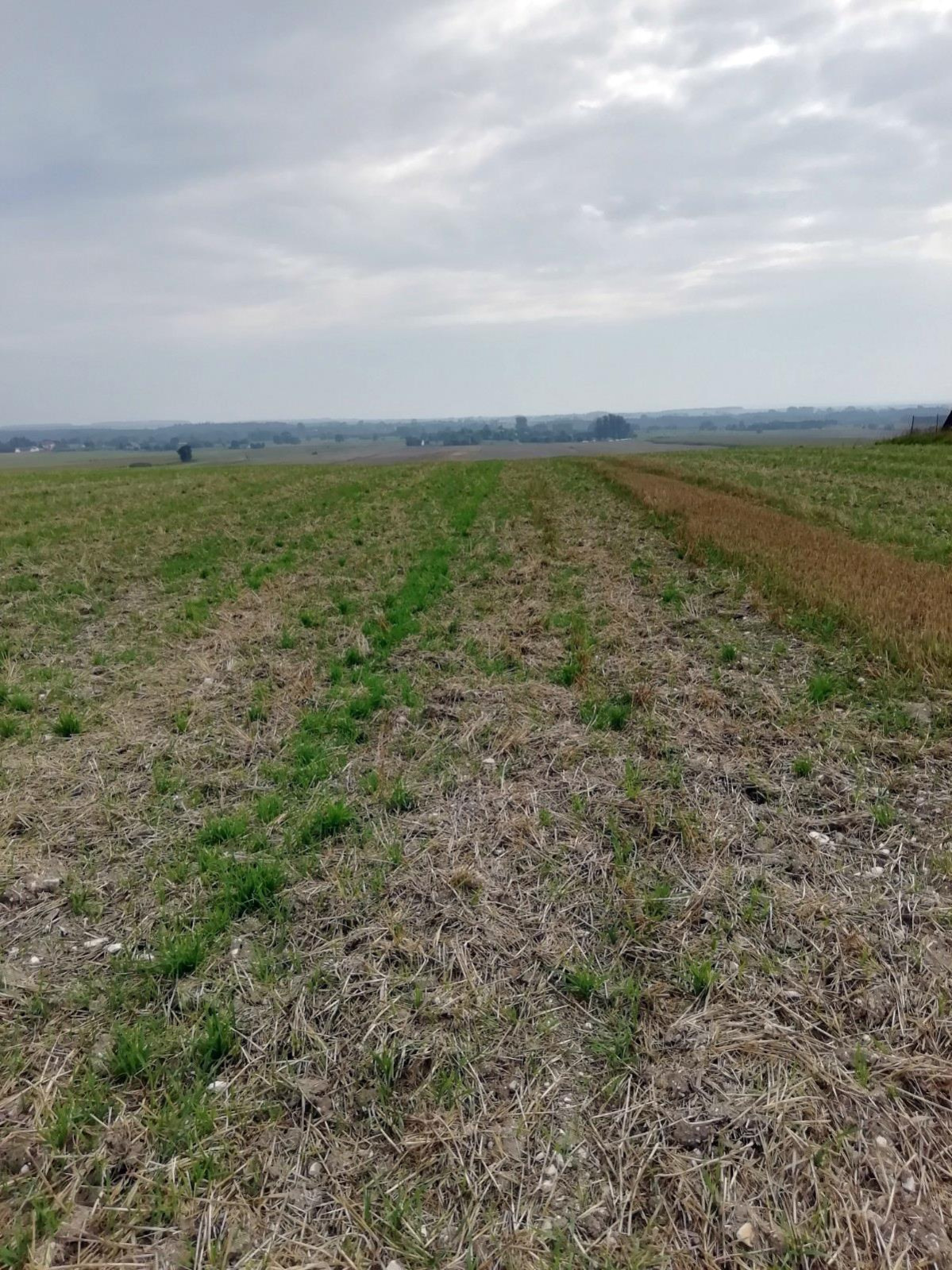 Działka Sprzedaż Nowe Chojno 7