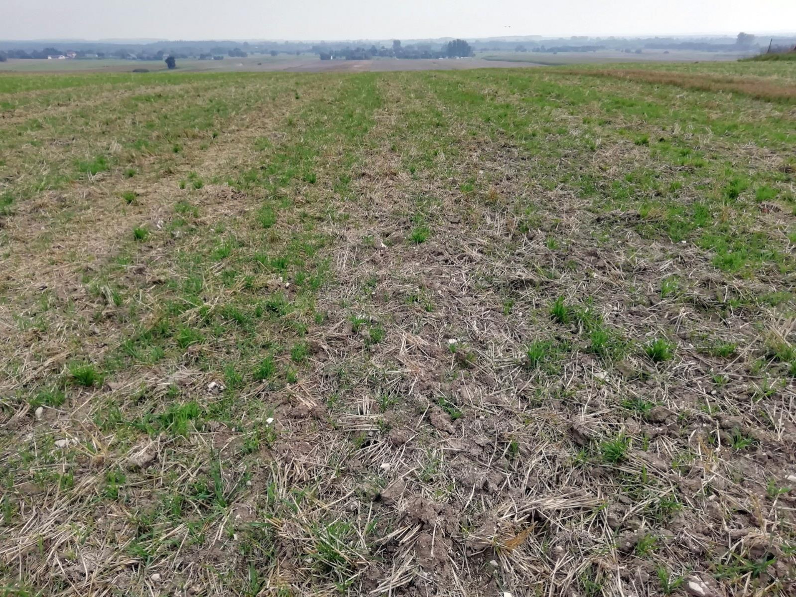 Działka Sprzedaż Nowe Chojno 9