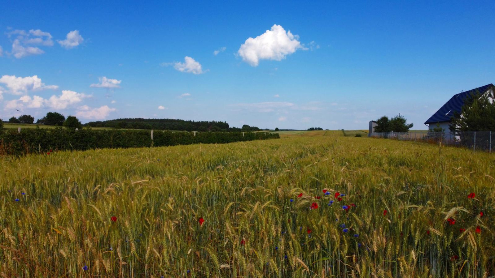 Działka Sprzedaż Borów-Kolonia 4
