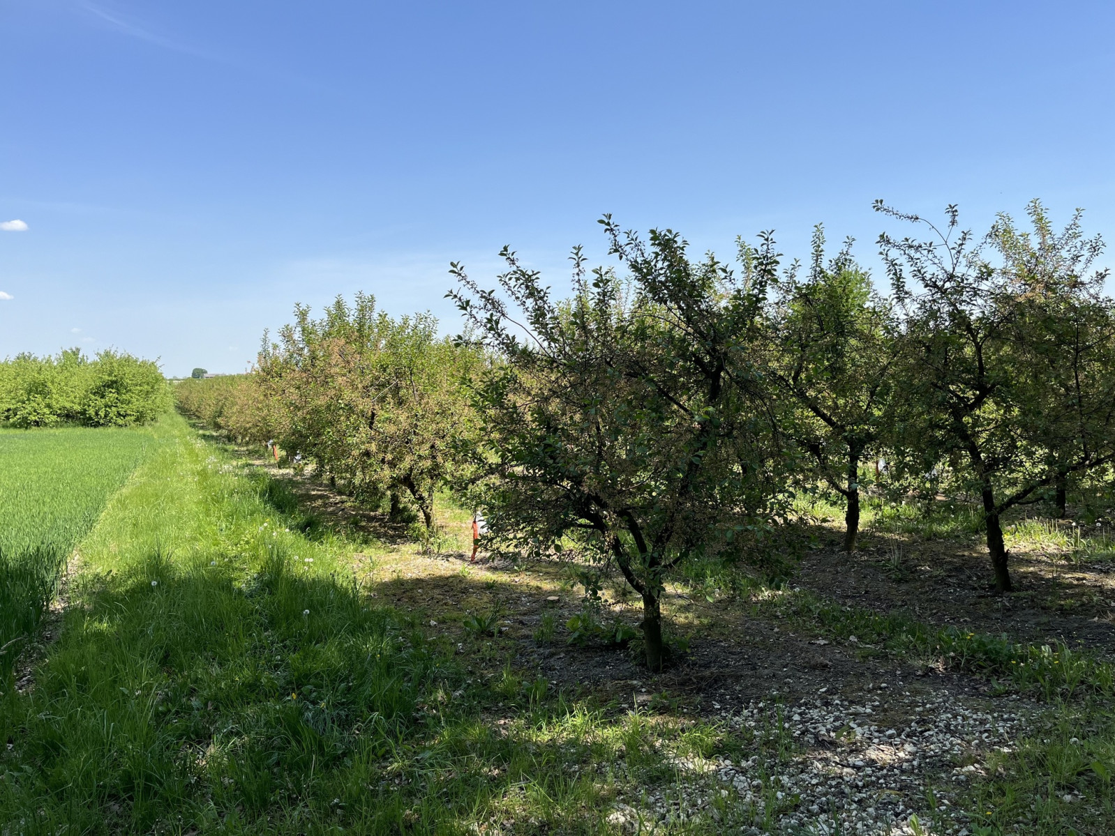 Działka Sprzedaż Kamień-Kolonia 6