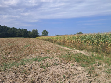 Działka Sprzedaż Malinówka