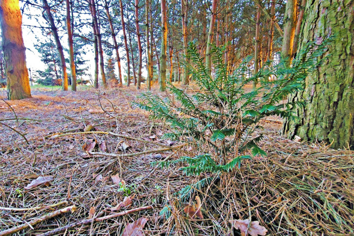 Działka Sprzedaż Wola Krasienińska 11