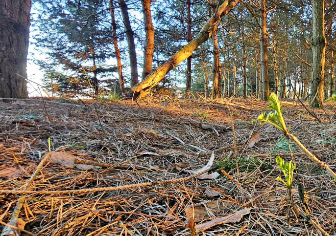 Działka Sprzedaż Wola Krasienińska 12