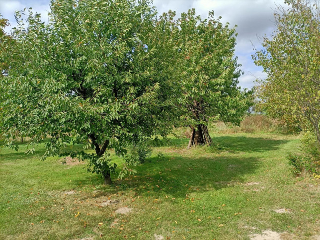 Działka Sprzedaż Leokadiów 11