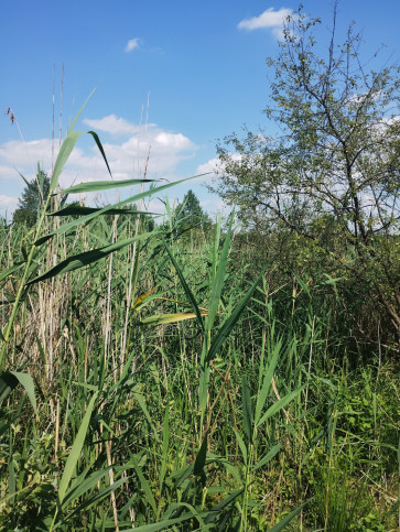 Działka Sprzedaż Gołąb 3