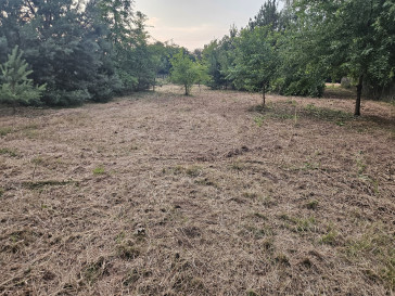 Działka Sprzedaż Dąbrowa