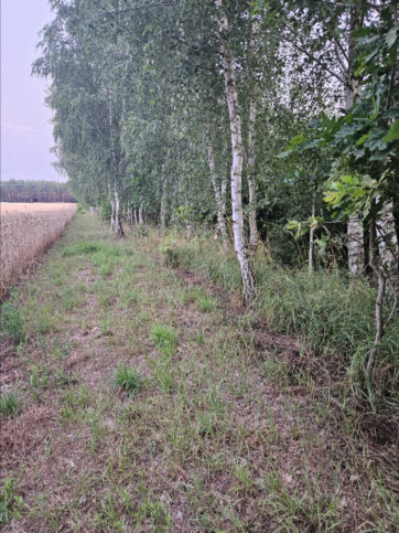 Działka Sprzedaż Dąbrowa 4