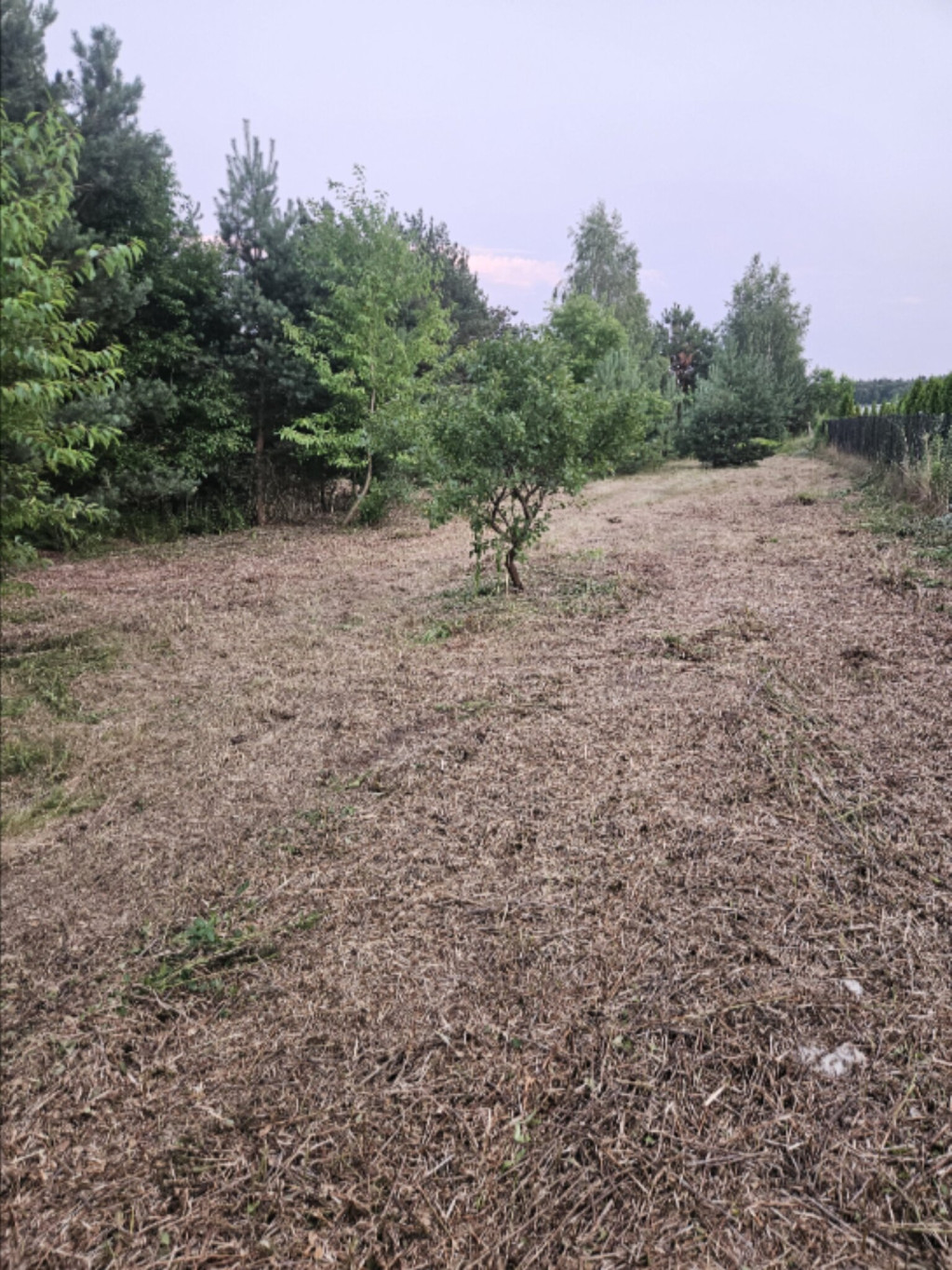 Działka Sprzedaż Dąbrowa