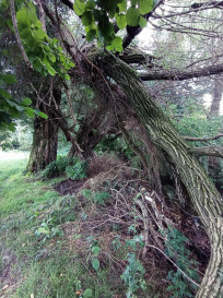 Działka Sprzedaż Jakubowice Konińskie