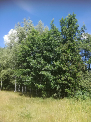Działka Sprzedaż Garbatówka 4