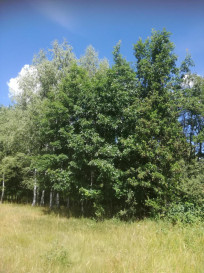 Działka Sprzedaż Garbatówka