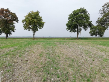 Działka Sprzedaż Nowe Chojno