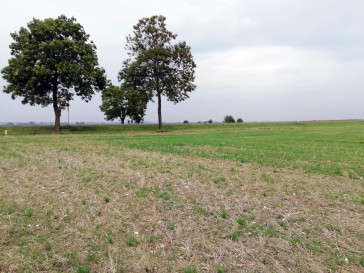 Działka Sprzedaż Nowe Chojno