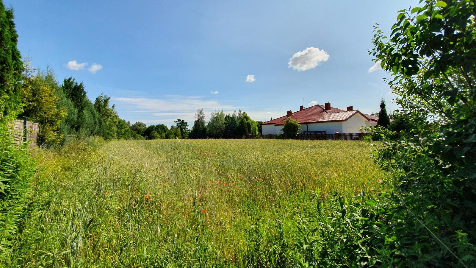 Działka Sprzedaż Dąbrowica