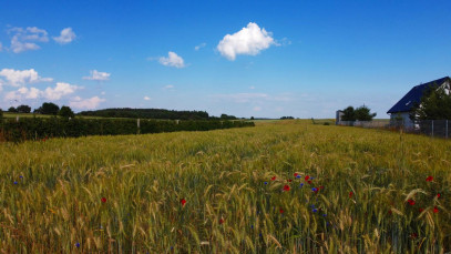 Działka Sprzedaż Borów-Kolonia