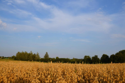 Działka Sprzedaż Marysin